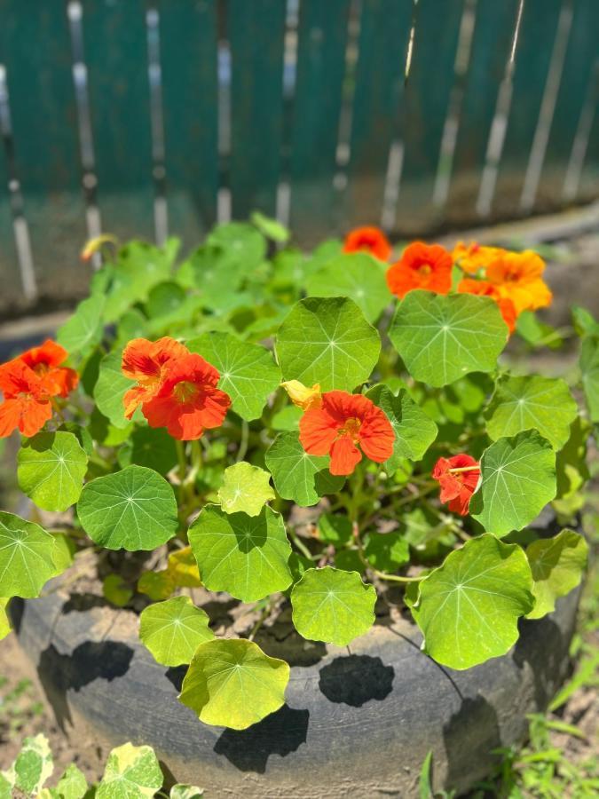 Sunshine House Villa Kutaisi Ngoại thất bức ảnh